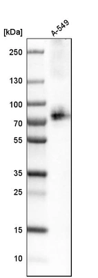 Western blot analysis in human cell line A-549.