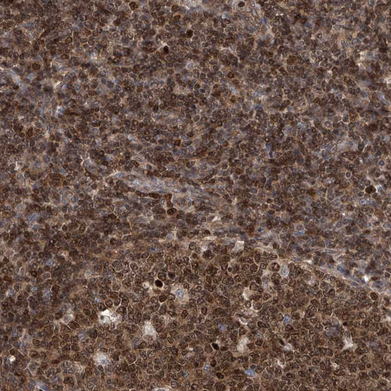 Anti-DNAJC9 Antibody