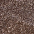 Anti-DNAJC9 Antibody