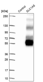 Western blot analysis in control (vector only transfected HEK293T lysate) and SLC1A5 over-expression lysate (Co-expressed with a C-terminal myc-DDK tag (~3.1 kDa) in mammalian HEK293T cells, LY417160).