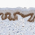 Anti-PARD3B Antibody