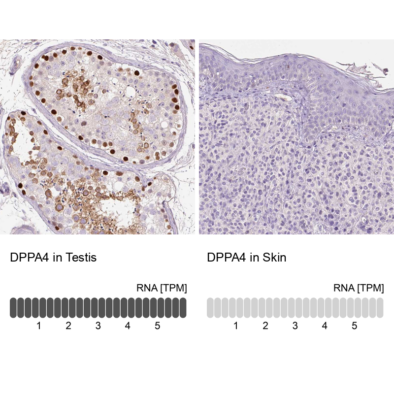 Anti-DPPA4 Antibody