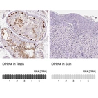 Anti-DPPA4 Antibody