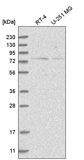 Anti-NOL10 Antibody