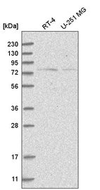 Anti-NOL10 Antibody