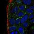 Immunofluorescent staining of human cell line CACO-2 shows localization to cell junctions.