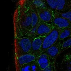 Immunofluorescent staining of human cell line CACO-2 shows localization to cell junctions.