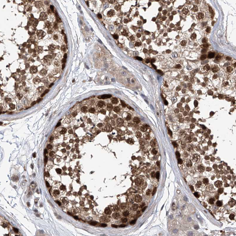 Rabbit Polyclonal AntiDNAJC9 Antibody Buy for research Highly