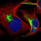 Anti-FBXL19 Antibody