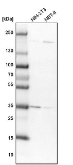 Western blot analysis in mouse cell line NIH-3T3 and rat cell line NBT-II.