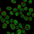 Immunofluorescent staining of human cell line REH shows localization to nucleoplasm.