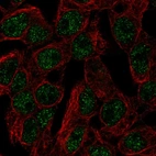 Immunofluorescent staining of human cell line Hep G2 shows localization to nucleoplasm.
