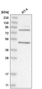 Anti-PAPOLG Antibody