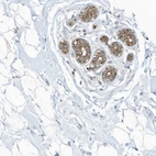 Immunohistochemical staining of human breast shows strong granular cytoplasmic positivity in glandular cells.