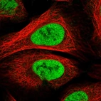 Immunofluorescent staining of human cell line U-2 OS shows localization to nucleoplasm.