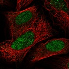 Immunofluorescent staining of human cell line U-2 OS shows localization to nucleus.