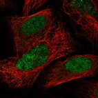 Immunofluorescent staining of human cell line U-2 OS shows localization to nucleus.