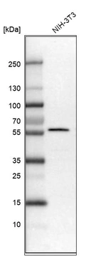 Western blot analysis in mouse cell line NIH-3T3.