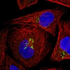 Immunofluorescent staining of human cell line U-2 OS shows localization to the Golgi apparatus.