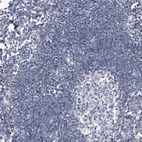 Immunohistochemical staining of human lymph node shows no positivity in non-germinal center cells as expected.