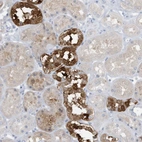 Anti-ERI2 Antibody