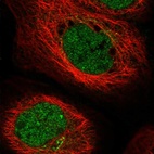 Immunofluorescent staining of human cell line A-431 shows localization to nucleoplasm & the Golgi apparatus.