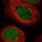 Immunofluorescent staining of human cell line A-431 shows localization to nucleoplasm & the Golgi apparatus.