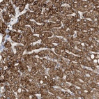 Anti-ERI2 Antibody