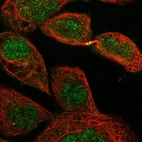 Immunofluorescent staining of human cell line A-431 shows localization to nucleus & cytokinetic bridge.