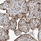 Immunohistochemical staining of human placenta shows strong nuclear positivity in trophoblastic cells.