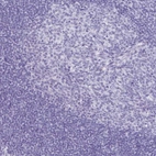 Immunohistochemical staining of human tonsil shows no positivity in non-germinal center cells as expected.