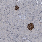 Anti-TINAG Antibody