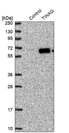 Western blot analysis in control (vector only transfected HEK293T lysate) and TINAG over-expression lysate (Co-expressed with a C-terminal myc-DDK tag (~3.1 kDa) in mammalian HEK293T cells, LY402341).