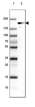 Lane 1: Marker [kDa] 250, 130, 100, 70, 55, 35, 25, 15, 10_br/_Lane 2: Human cell line A-549