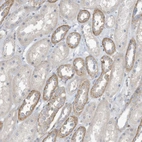 Immunohistochemical staining of human kidney shows weak to moderate cytoplasmic positivity in cells in tubules.