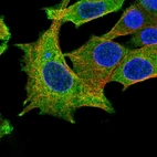 Immunofluorescent staining of human cell line Hep G2 shows localization to plasma membrane & cytosol.