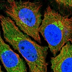 Immunofluorescent staining of human cell line HeLa shows localization to cytosol & the Golgi apparatus.