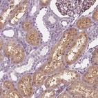 Immunohistochemical staining of human kidney shows high expression.