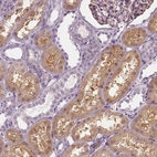 Immunohistochemical staining of human kidney shows high expression.