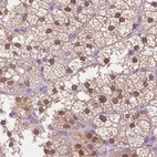 Immunohistochemical staining of human adrenal gland using Anti-GALM antibody HPA035473.