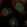 Anti-SGO1 Antibody