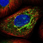 Immunofluorescent staining of human cell line A-431 shows localization to mitochondria.