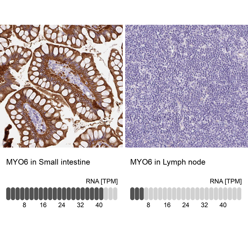 Anti-MYO6 Antibody