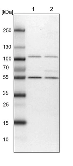 Lane 1: NIH-3T3 cell lysate (Mouse embryonic fibroblast cells)_br/_Lane 2: NBT-II cell lysate (Rat Wistar bladder tumour cells)