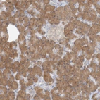Immunohistochemical staining of human pancreas shows moderate to strong cytoplasmic positivity in exocrine glandular cells.