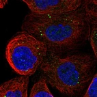 Immunofluorescent staining of human cell line A-431 shows localization to vesicles.