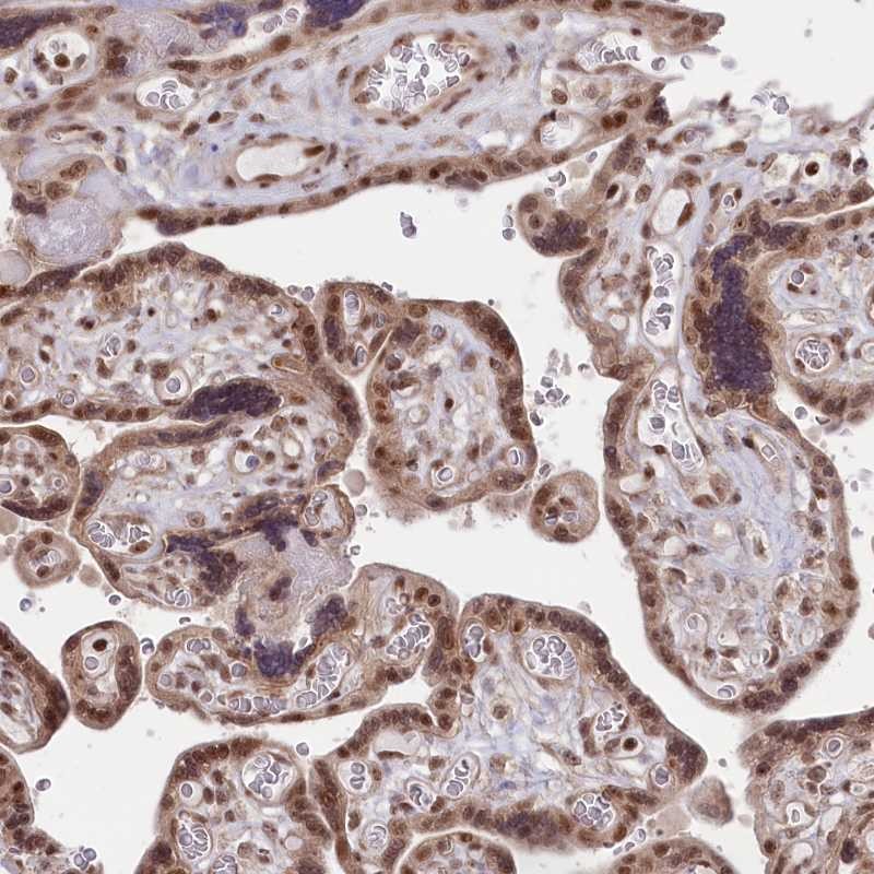 Anti-CGGBP1 Antibody