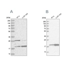 Western blot analysis using Anti-CGGBP1 antibody HPA035568 (A) shows similar pattern to independent antibody HPA037017 (B).