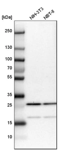 Western blot analysis in mouse cell line NIH-3T3 and rat cell line NBT-II.