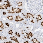 Immunohistochemical staining of human kidney shows high expression.